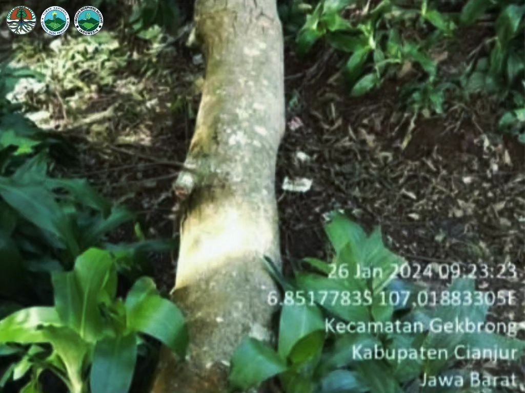 Patroli rutin Gunung Gede Pangrango menindaklanjuti temuan pohon tumbang. Foto: Indra Nurseftyawan